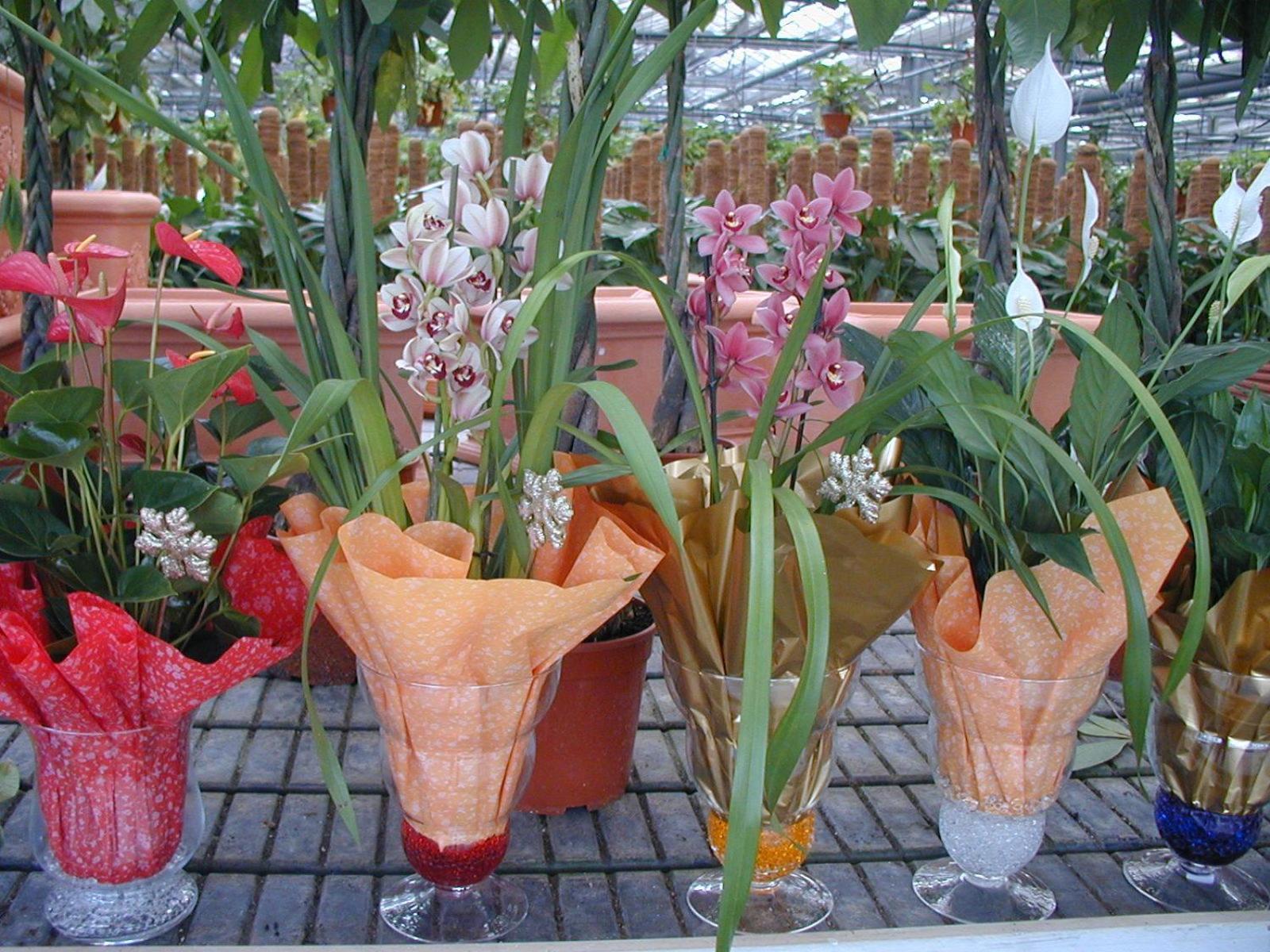 Societa Agricola Mg Florplant Villa Francavilla Marittima Екстериор снимка