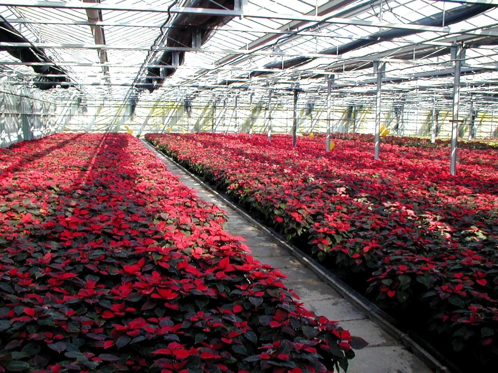 Societa Agricola Mg Florplant Villa Francavilla Marittima Екстериор снимка